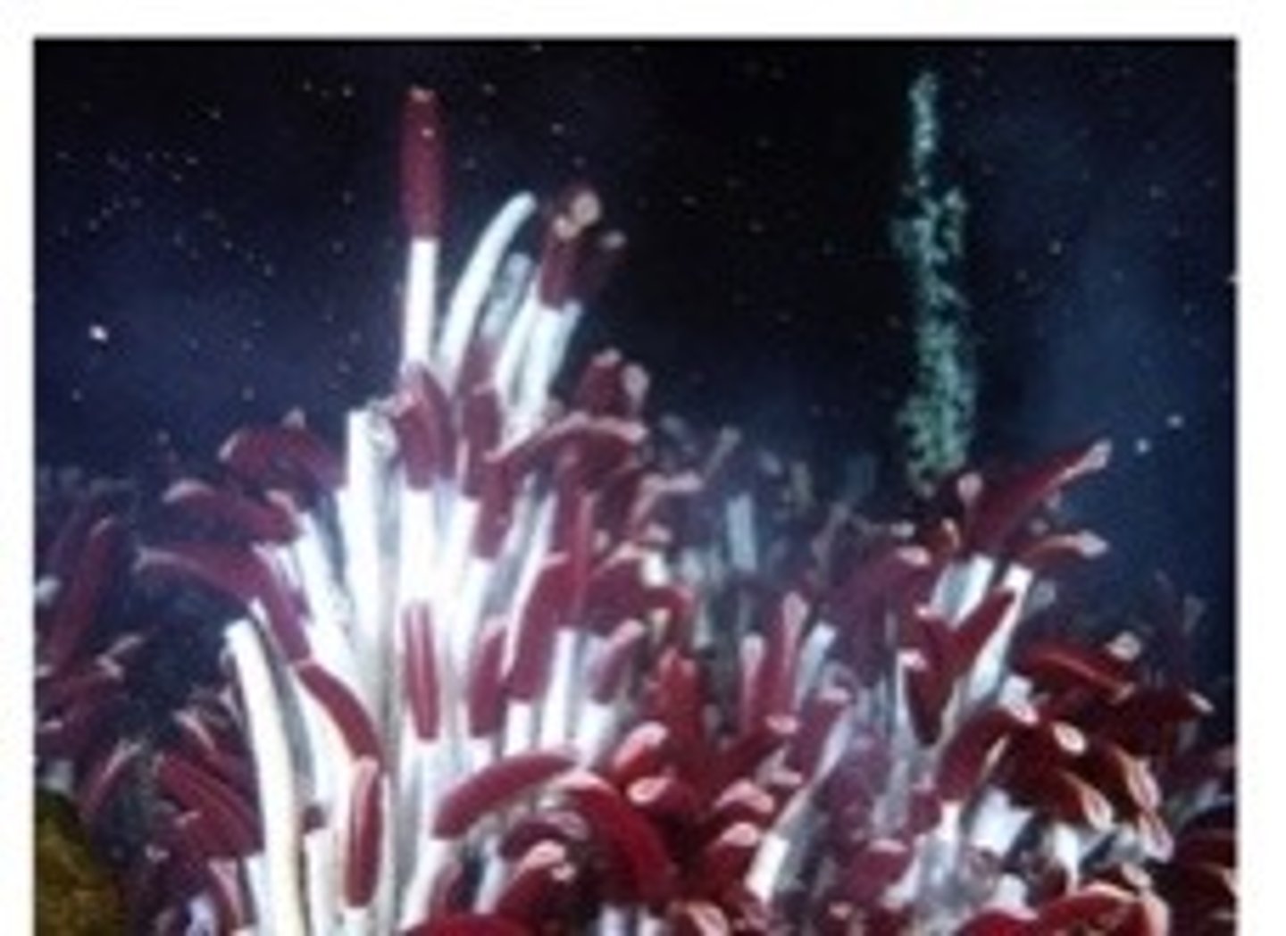 <p>Convert energy from chemical bonds into stored biological energy</p><p>- Produces much less energy but allows life to exist in extreme environments on Earth</p><p>- ex. Bacteria in the soil (limited access to oxygen) use ammonia</p>