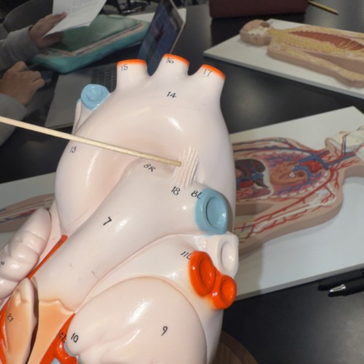 <p>Identify the structure.</p>