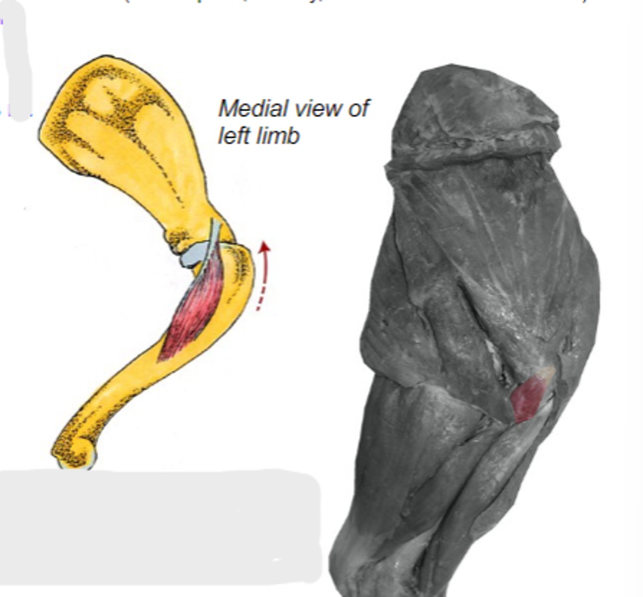 <p>Action of coracobrachialis:</p>