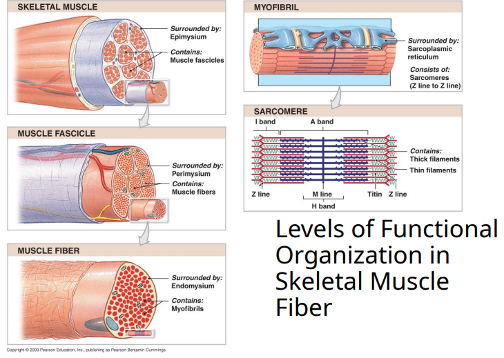 <p>What are the levels of functional organization in skeletal muscle fiber?</p>