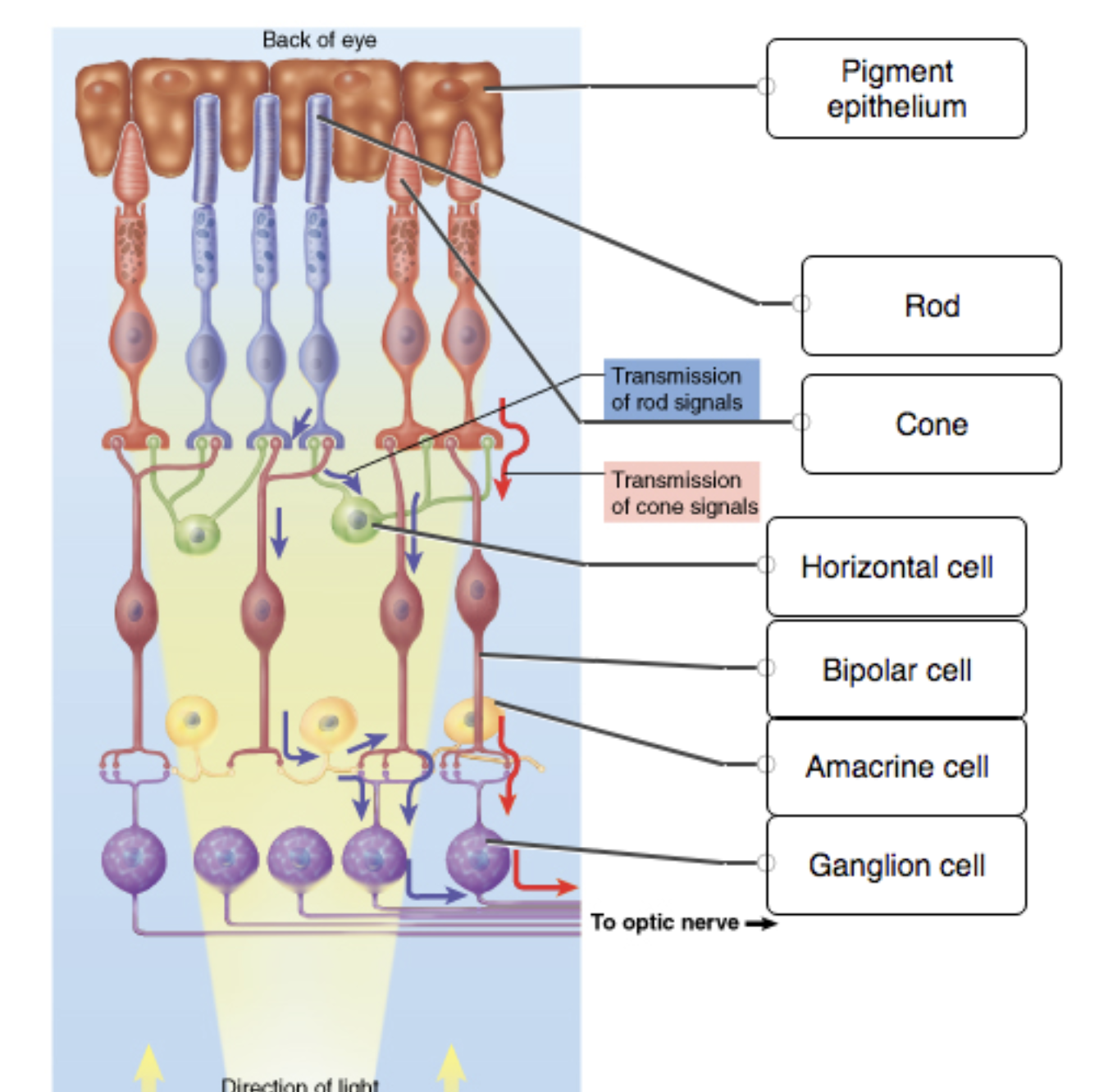 <p>Describe the visual pathway from the photoreceptors to the brain</p>