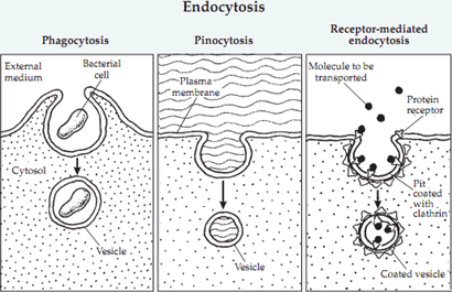 <p>phagocytosis, pinocytosis, receptor-mediated endocytosis</p>