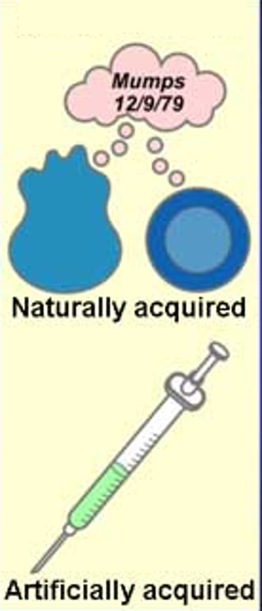 <p>A form of acquired immunity in which the body produces its own antibodies against disease-causing antigens</p>