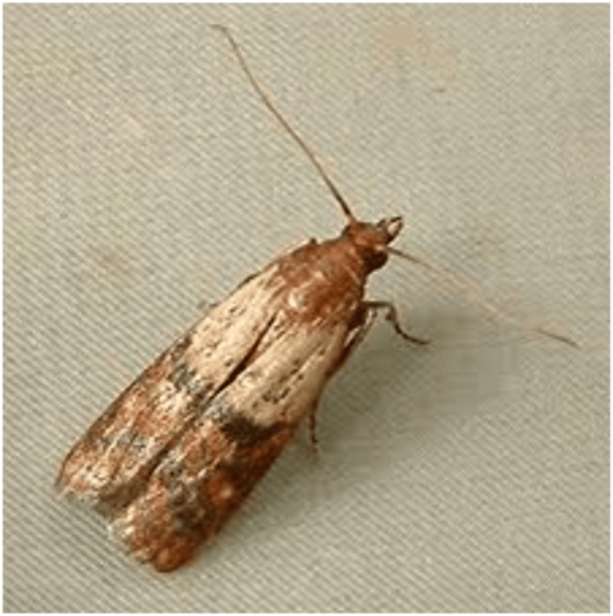<p>Moth Family</p>