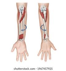 <p>forearm </p>