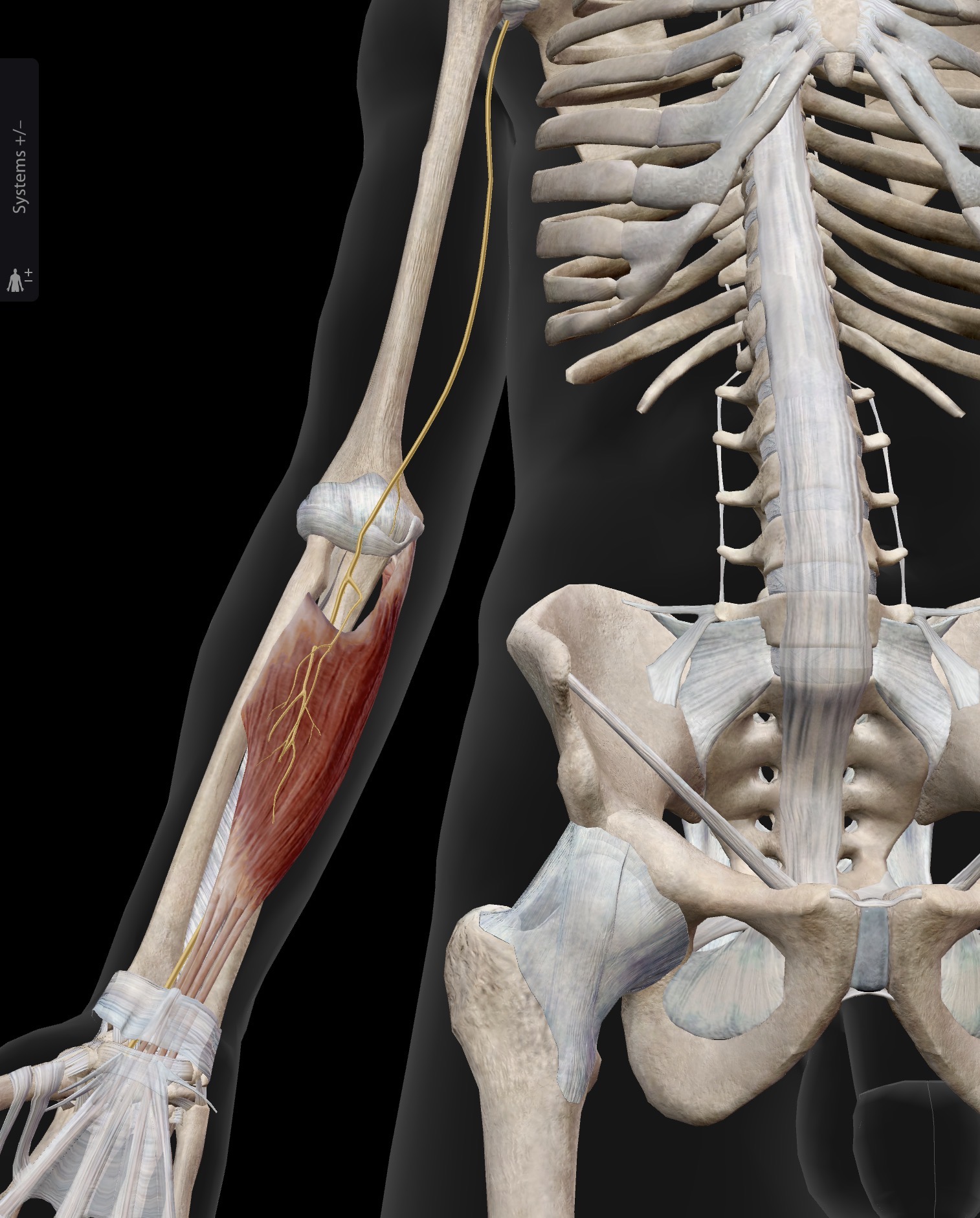 <p>Flexor Digitorum superficialis</p><p>O: Medial epicondyle of the humerus (common flexor origin)</p><p>I: Middle phalanges of 2nd to 5th fingers (on the palmar aspect)</p><p>A: Flexion of digits 2-5 MCPs and proximal interphalangeal joints (PIPs). Flexion of the hand at the wrist joint.</p><p>IN: Median nerve (C5-C8, T1)</p>