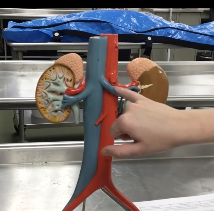 <p>Description: Short arteries arising from the abdominal aorta to enter the hilum of the kidney</p><p>Function: Supplies blood to the kidneys and adrenal glands. Located posterior to the renal veins</p>