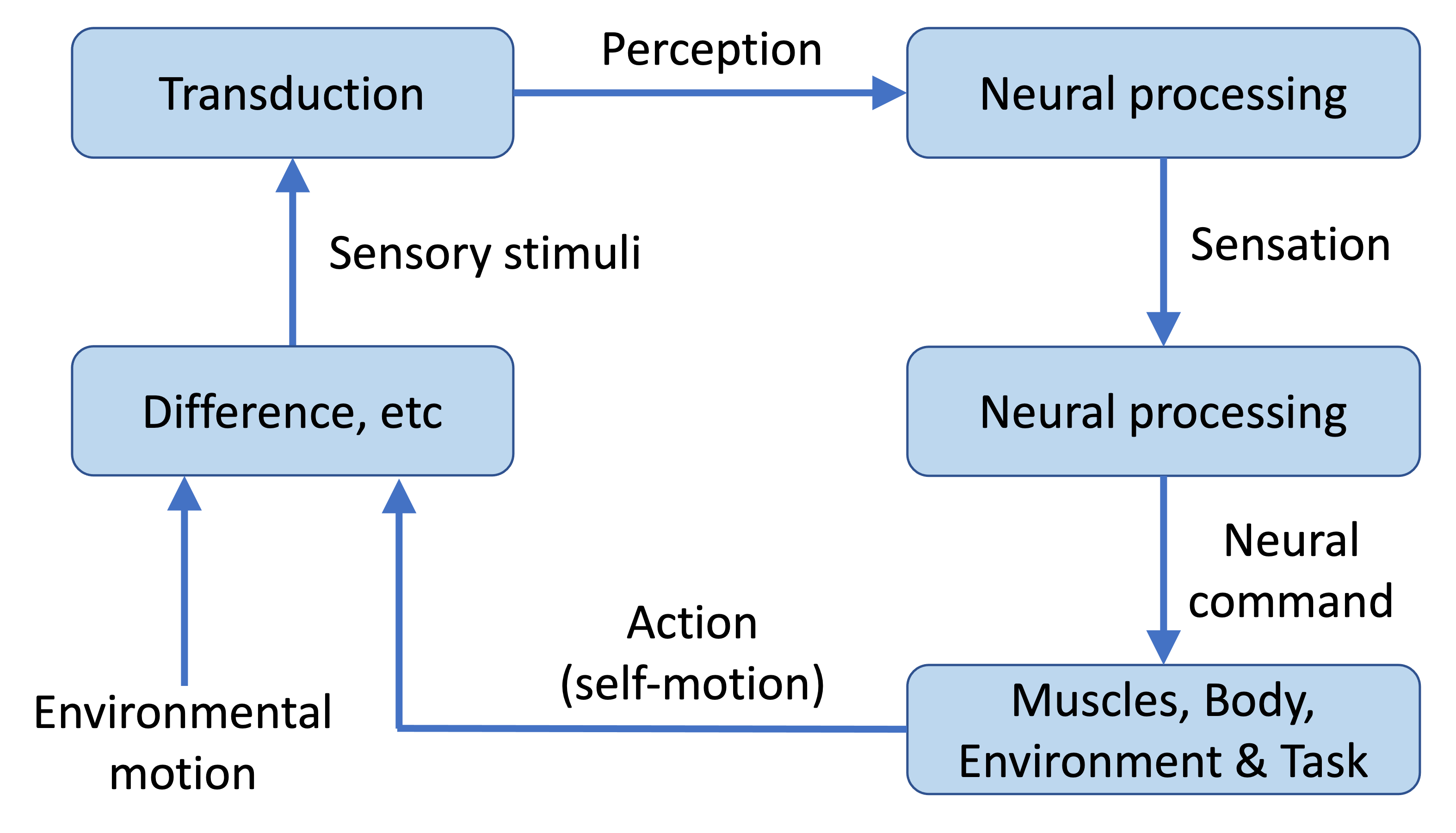 <p>Is there anything wrong with this diagram of the perception-action cycle? If so, how would you fix it?</p>