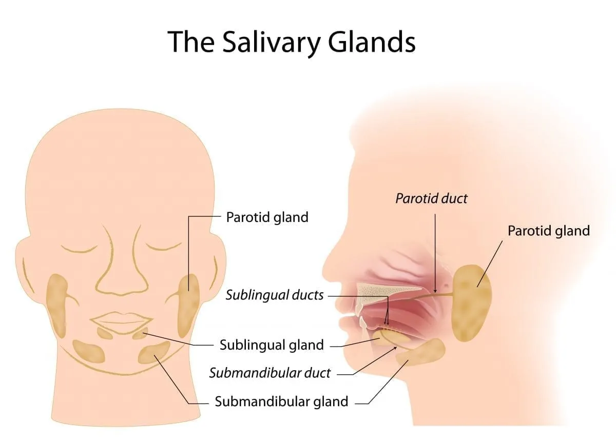 <p>Makes saliva</p><p>Lysozymes break down chemical bonds</p><p>Saliva breaks down polysaccharides into disaccharides</p><p>Starts chemical digestion</p><p>Saliva has amylase</p>