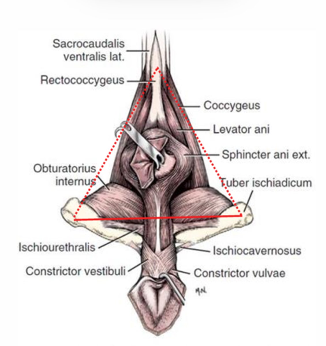 <p>Closes off the anal triangle</p>