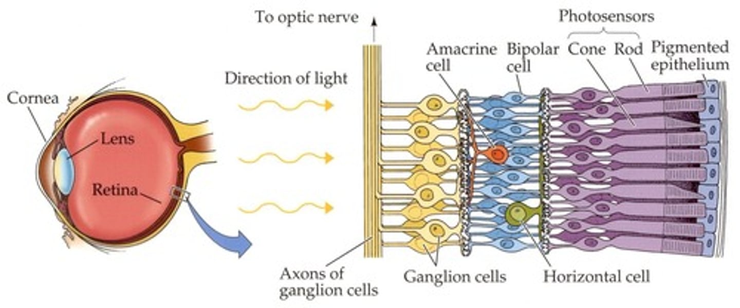 <p>Brain region processing visual information.</p>