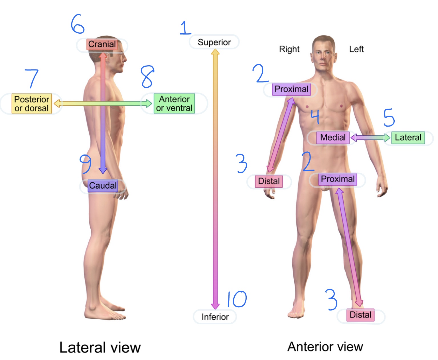 1) Superior

2) Proximal

3) Distal

4) Medial

5) Lateral

6) Cranial

7) Posterior/Dorsal

8) Anterior/Ventral

9) Caudal

10) Inferior