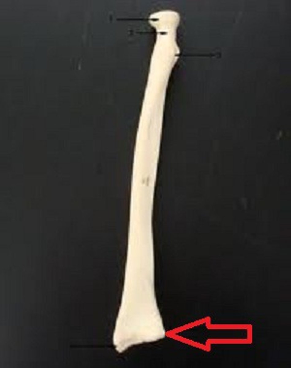 <p>for articulation with the distal end of the ulna</p>