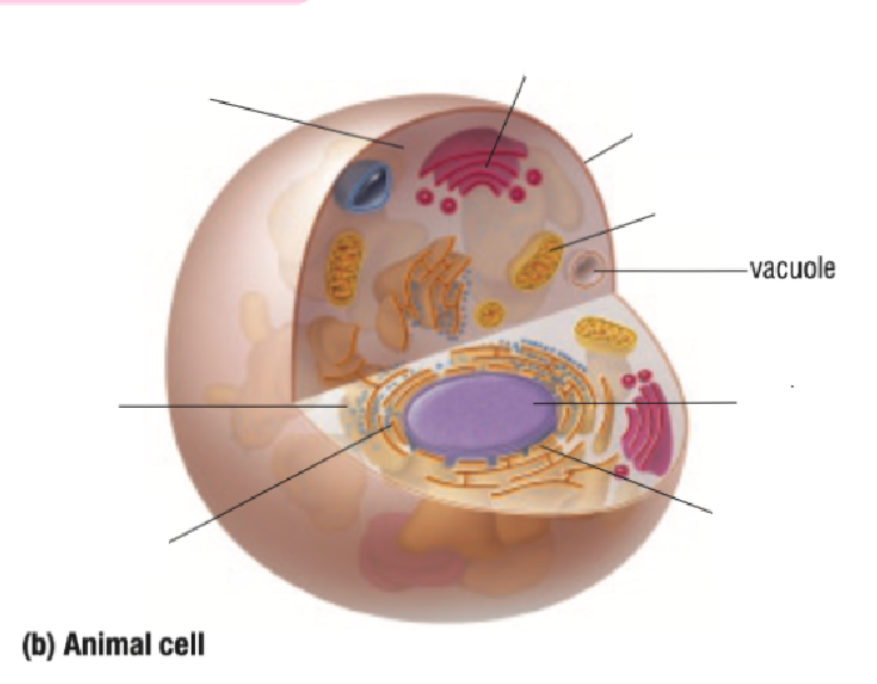 <p>Vacuole</p>