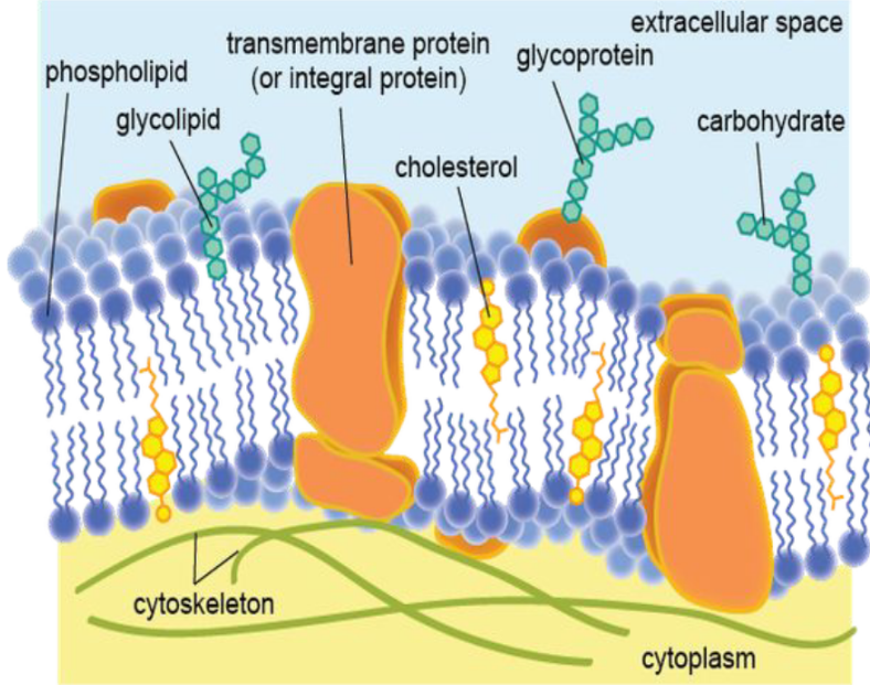 <p>Responsible for the selective permeability of cell</p>