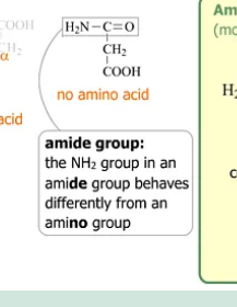<p>Is not an amino acid!!</p>