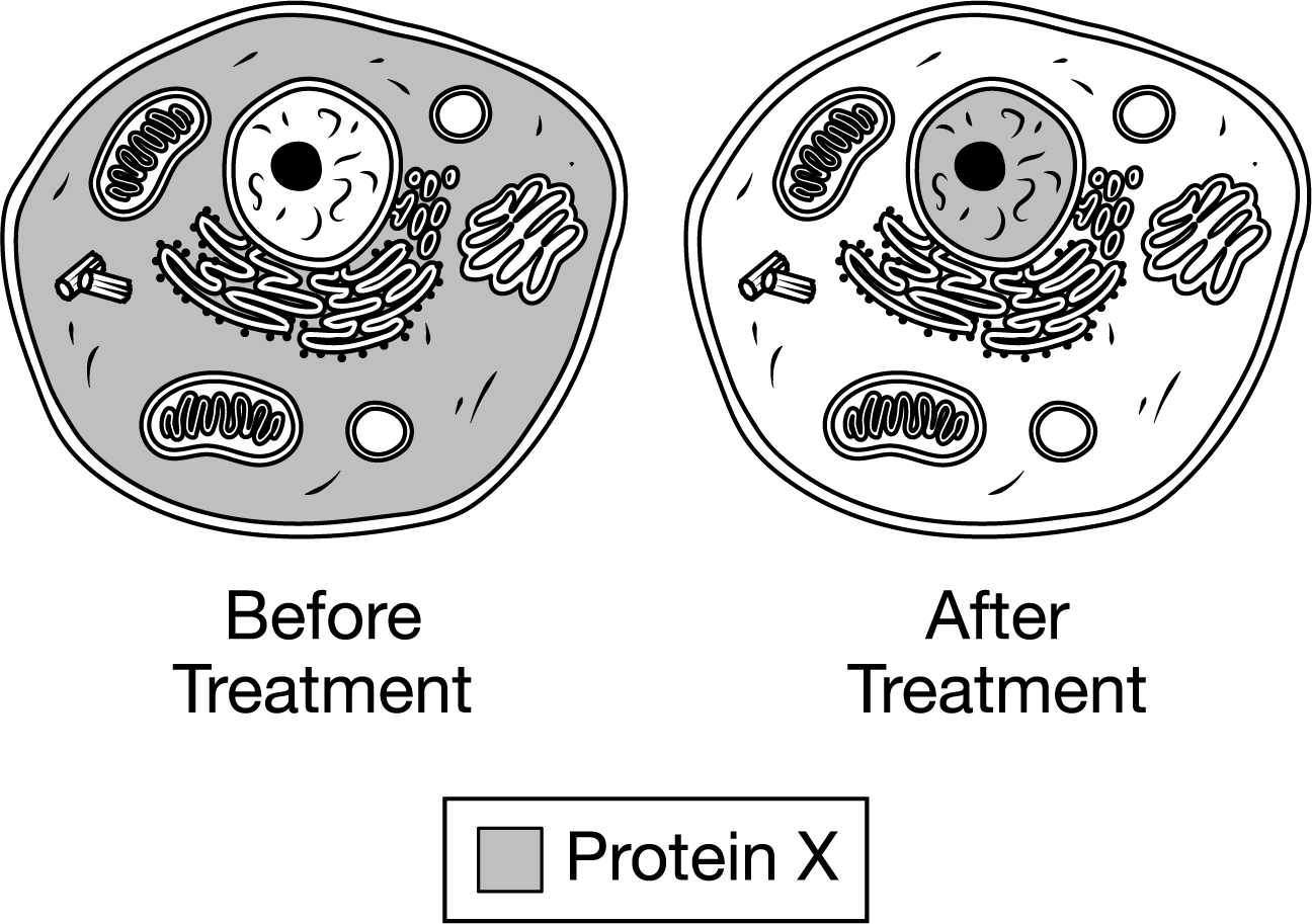 <p>Protein <span>X</span> activates gene expression only in cells exposed to a specific signaling molecule. In a study, researchers determined the intracellular location of Protein <span>X</span> in cultured cells both before and after exposing the cells to the signaling molecule. The results of the study are shown in the diagram. <span>Based on the results, which of the following best describes what Protein X is?</span></p><p><span>A) Protein X is an RNA splicing enzyme.</span></p><p>B) Protein <span>X</span> is a cell membrane receptor protein.</p><p>C) Protein <span>X</span> is a transcription factor.</p><p>D) Protein <span>X</span> is a hormone.</p>