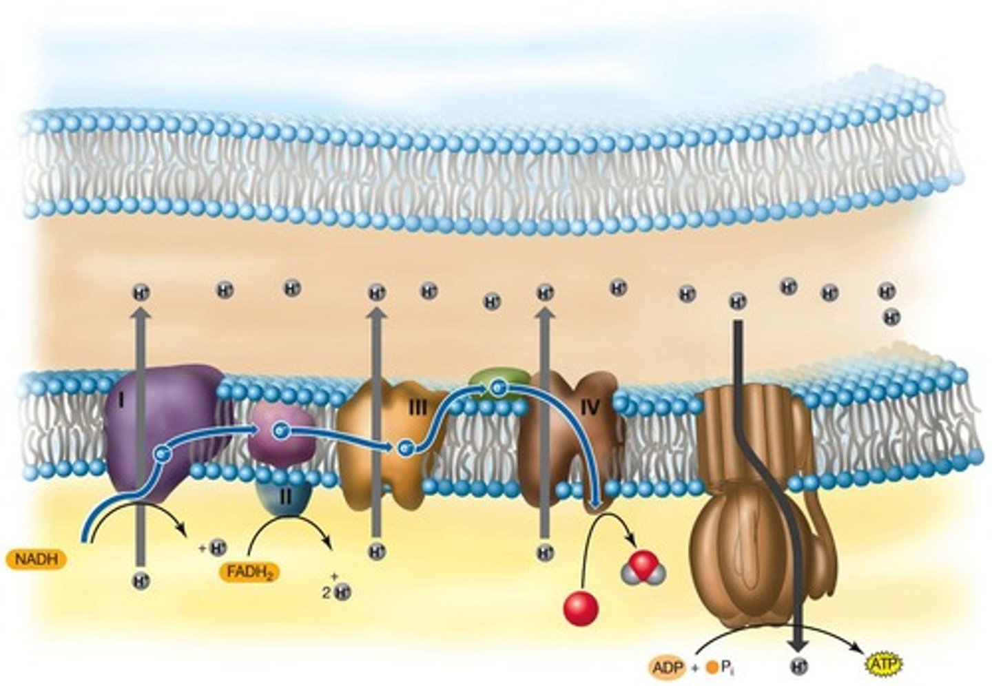 <p>Series of protein complexes generating ATP.</p>
