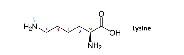 <p>catalyze a wide array of reactions</p><ul><li><p>at the <span><strong>α-carbon </strong>of amino acids, PLP-dependent enzymes catalyze:</span></p><ul><li><p>decarboxylations</p></li><li><p>deaminations</p></li><li><p>racemizations</p></li><li><p>aldol clevages</p></li></ul></li><li><p>at the <span>β-carbon and γ-carbon of AA, PLP-dependent enzymes catalyze <strong>elimination and replacement</strong> rxn</span></p></li></ul><p></p>