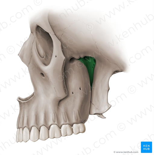<ul><li><p>fat-filled space on lateral side of skull (between infratemporal fossa and nasopharynx)</p></li><li><p>major neurovascular crossroad between orbit, nasal cavity, nasopharynx, oral cavity, infratemporal fossa, and cranial fossa</p></li><li><p>can act as conduit for spread of inflammatory/neoplastic diseases in head and neck</p></li></ul>