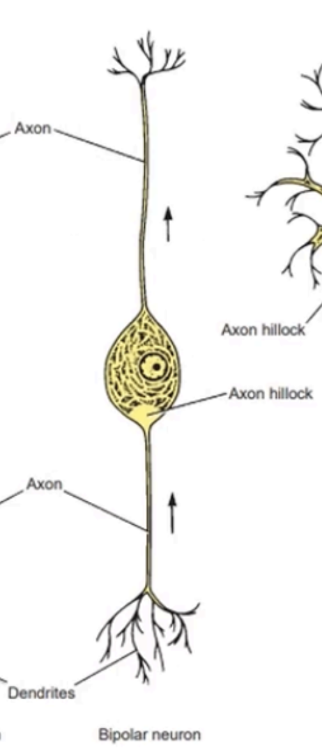 <p>BIPOLAR NEURONS</p>