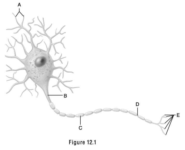 <p>Neurotransmitters are released from this structure.</p>