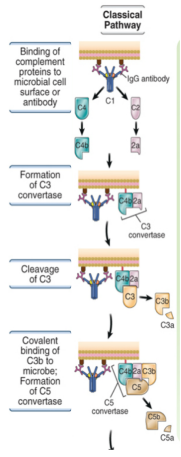 <ol><li><p>C1q recognises IgG or IgM bound to antigen</p></li><li><p>C1q also contains proteases that cleave C4</p></li><li><p>C2 is cleaved generating the C3 convertase</p></li><li><p>C3b converts the C3 convertase into a C5 convertase</p></li></ol><p></p>