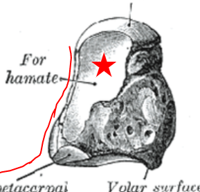 magnum, largest carpal, rounded head, squared off b