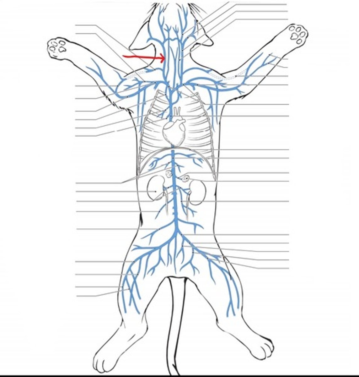 <p>identify the vein</p>