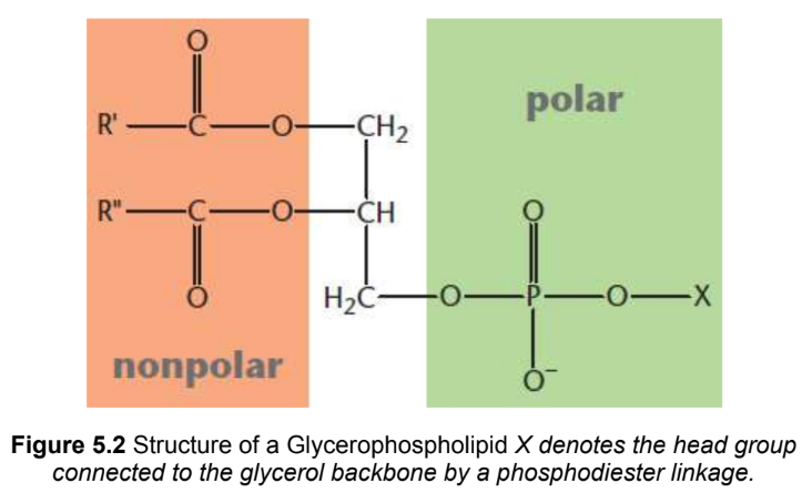 <p>contain a glycerol backbone bonded by ester linkages to two fatty acids and by a phosphodiester linkage to a highly polar head group (can be positively, negatively, or neutrally charged)</p>