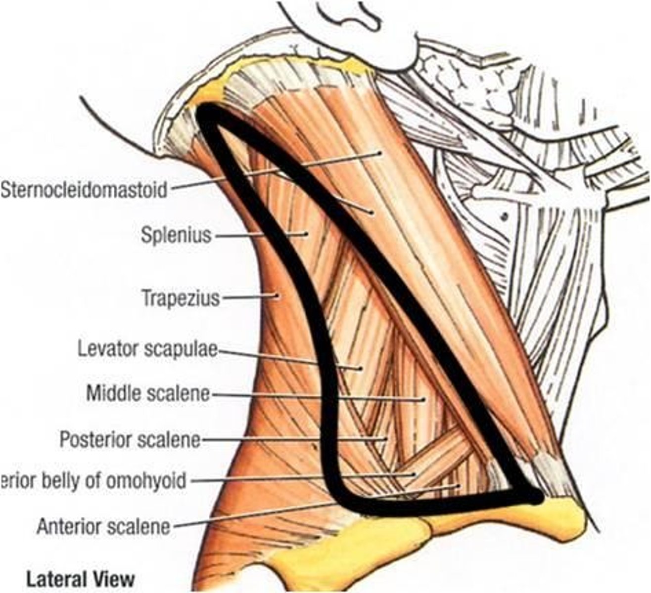 <p>borders posterior border of sternocleidomastoid, trap and clavicle</p><p>behind SCM</p>