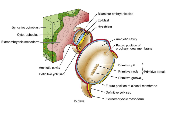 <p>On day 15, the embryonic disc elongates to form the primitive streak along the midline of the epiblast.</p>