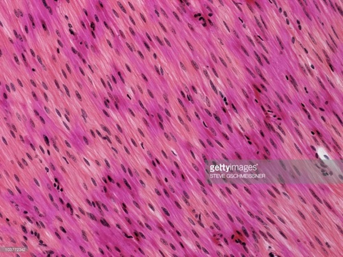 <p>Cell nucleus</p>