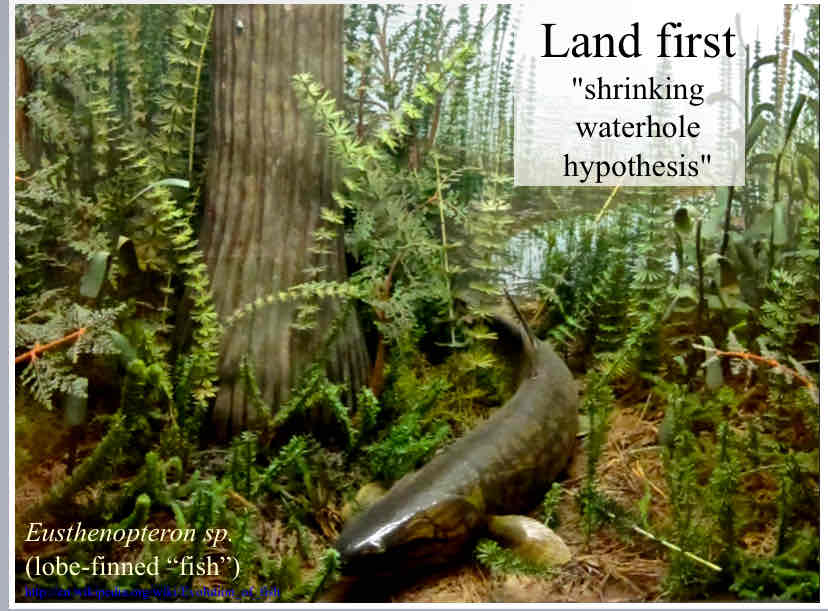 <p>Land First - shrinking waterhole hypothesis</p>