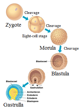 <p>zygote → 2-, 4-, 8-, 16- cell embryo (cleavage) → morula → blastula (blastocyte, implantation) → gastrula</p>