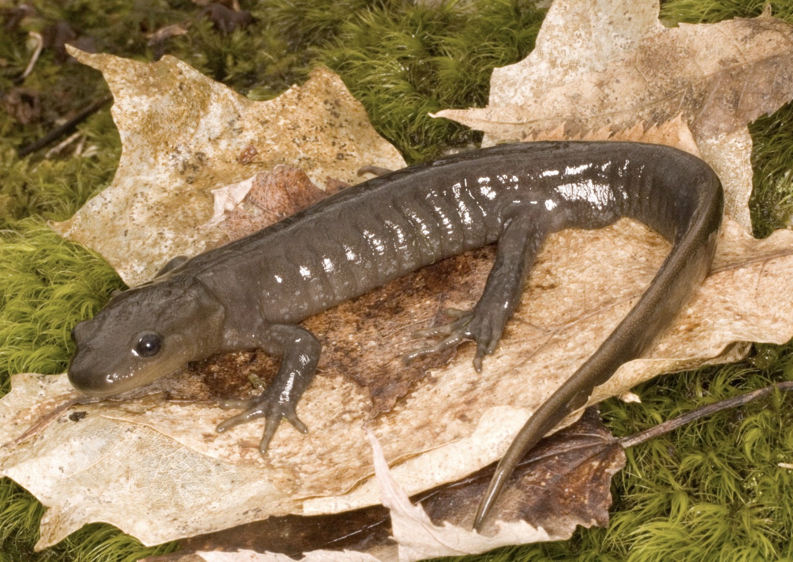 <p>ambystoma jeffersonianum</p>