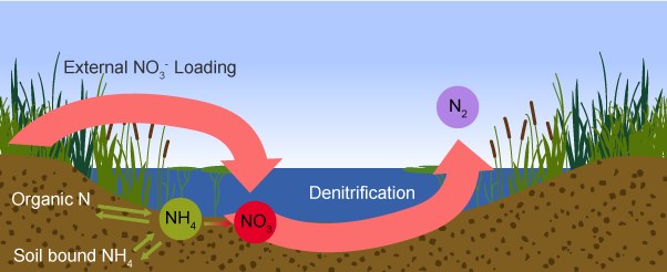 <p>What is denitrification?</p>