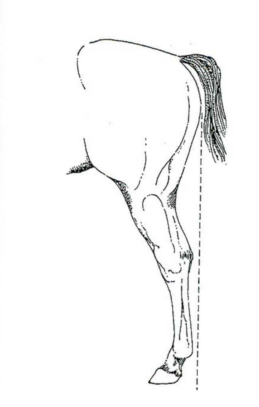 <p>Horse </p>