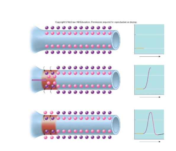 <p>describe what is happening in the image. Wjat do the circles represemt? What types of transport proteins are involved in carrying the action potentials down the length of an axon?</p>