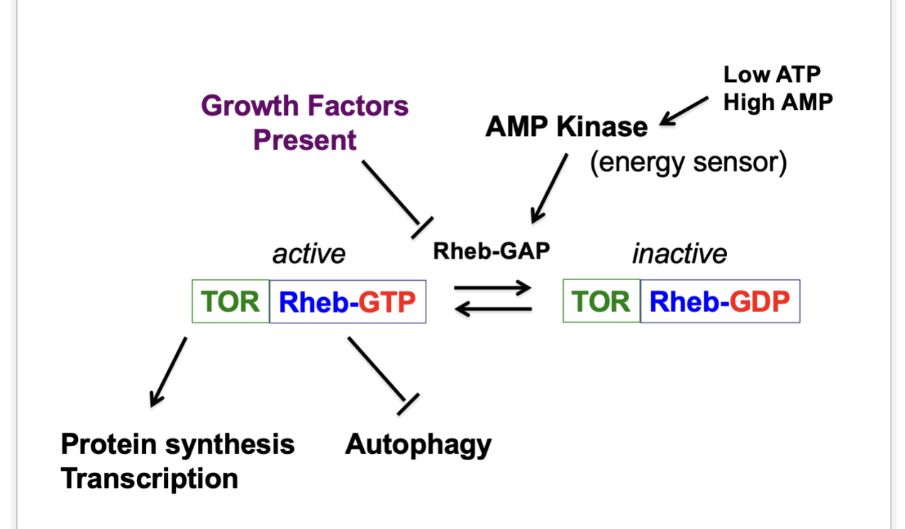<ul><li><p>When GTP is bound to Rheb, it’s ON</p></li><li><p>When GDP is bound to Rheb, it’s OFF</p></li><li><p>There’s a GAP and a GEF that controls the GTP-bound state of the protein</p><ul><li><p>GAP makes it inactive</p></li><li><p>Growth factors inhibit it </p></li><li><p>AMP kinase (low ATP, high AMP - energy sensor) activates it </p></li></ul></li><li><p>Rheb-GTP interacts with TOR and when active, there will be a series of events that will allow fro transcription and protein synthesis </p></li><li><p>Rheb-GTP will also inhibit autophagy - process by which cells start consuming its own organelles under nutrient-starved conditions</p></li><li><p>Rheb-GAP shifts the balance</p><ul><li><p>When growth factors present (signaling pathway with PI 3-kinase and Akt kinase), those growth factors are sending signals that are inhibiting the Rheb GAP </p><ul><li><p>GTP is not being converted to GDP </p></li></ul></li><li><p>Balance between Rheb GTP and Rheb GDP is part of an energy sensing mechanism</p><ul><li><p>If you want to undergo cell proliferation, you have to make sure there’s energy </p></li><li><p>If you’re cellular ATP levels are low and your AMP levels are high, the AMP kinase is activated and sensing the high amount of AMP </p></li><li><p>AMP kinase is the energy sensor — AMP kinase will ACTIVATE the Rheb GAP, converting the GTP to GDP — now TOR kinase is off - protein synthesis, transcription can’t occur</p></li></ul></li></ul></li></ul><p></p>