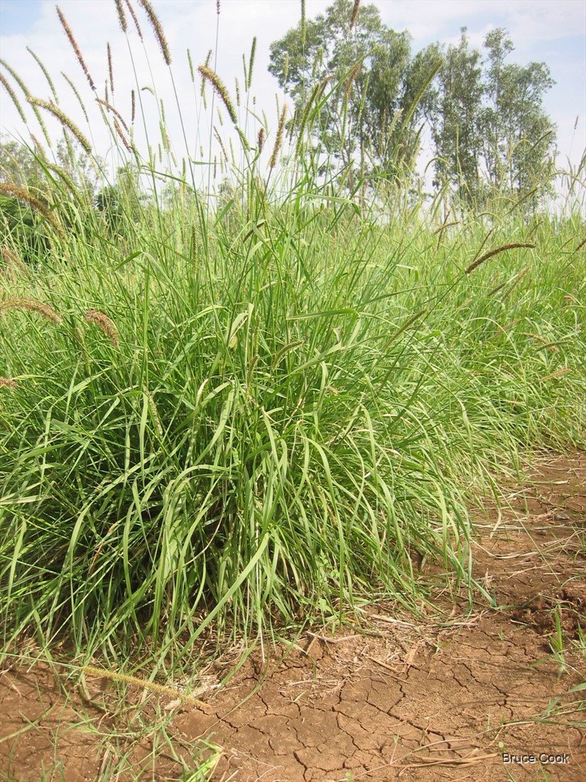 <p>foxtail grass</p>