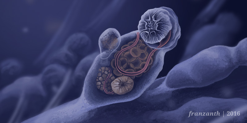 <p><span>develops from an embryo that grows inside a chordoid cyst and engulfs the tissue of the mother animal. Once freed from the cyst, the chordoid larva can swim to a new host</span></p>