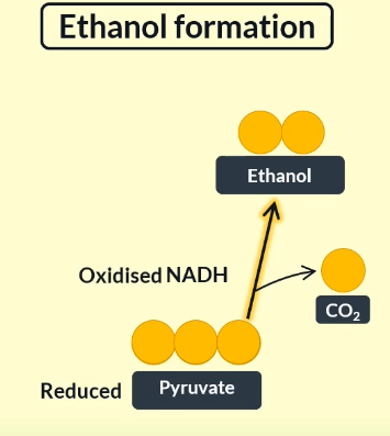 <p>reduced</p><p>oxidised</p>