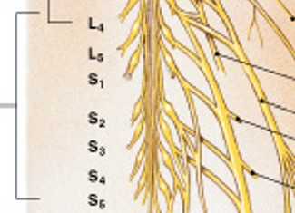 <p>Which plexus of the ventral rami:</p><ul><li><p>Includes ventral rami of spinal nerves L<sub>4</sub>-S<sub>4</sub></p></li><li><p>Major nerves</p><ul><li><p>Gluteals</p></li><li><p>Pudendal nerve</p></li><li><p>Sciatic nerve</p></li></ul></li><li><p>Branches of sciatic nerve</p><ul><li><p>Fibular nerve</p></li><li><p>Tibial nerve</p></li></ul></li></ul><p></p>