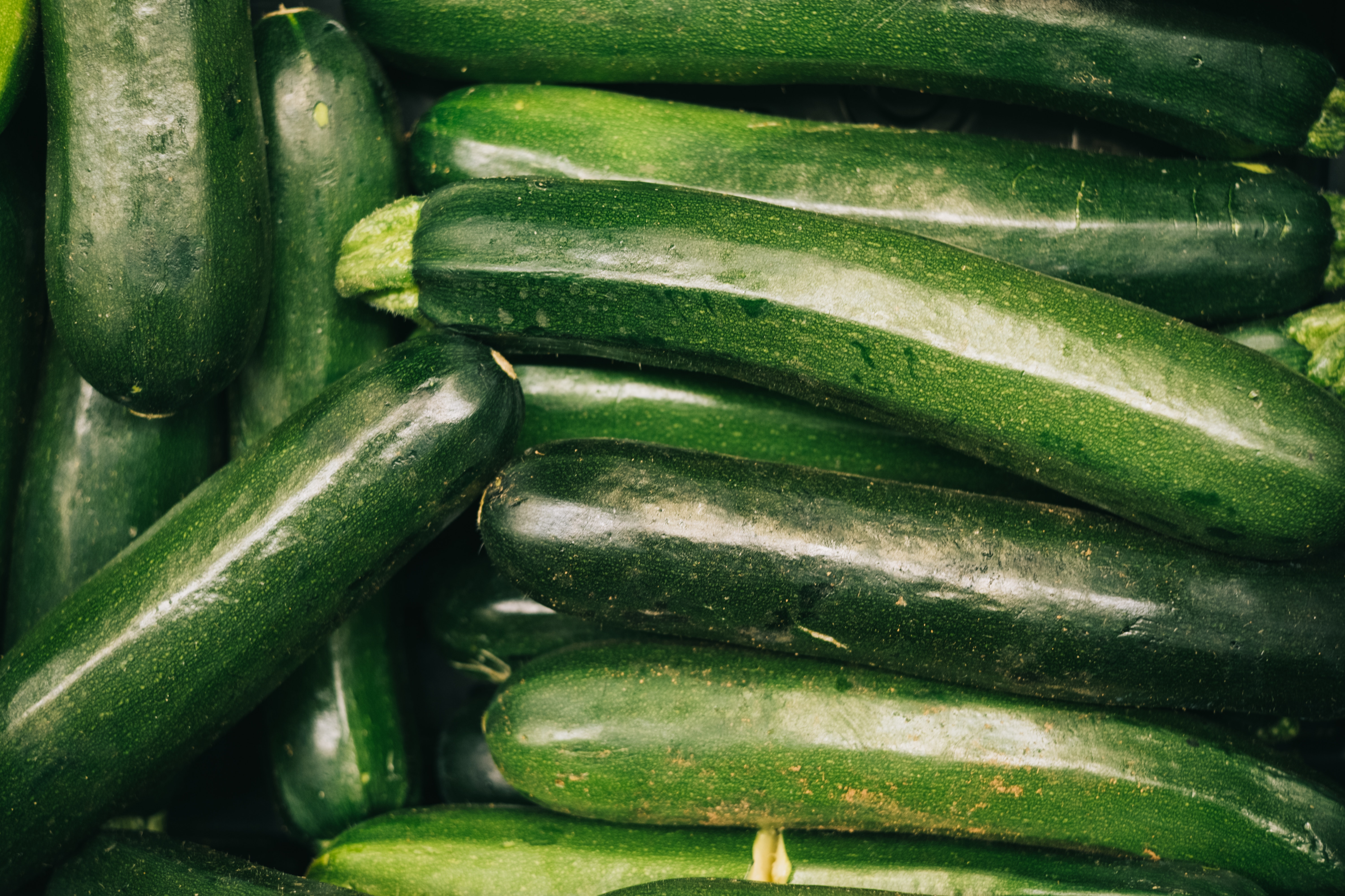 die Zucchini

