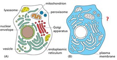 <p>everything inside the cytoplasm that is not inside any organelles</p>