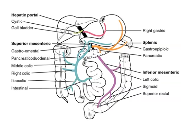 <p>first pass metabolism </p>