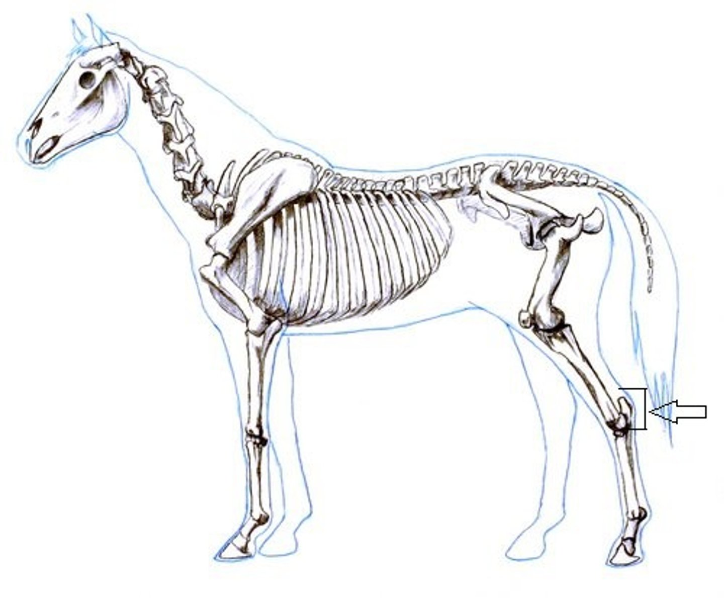 <p>hock joint of the horse</p>