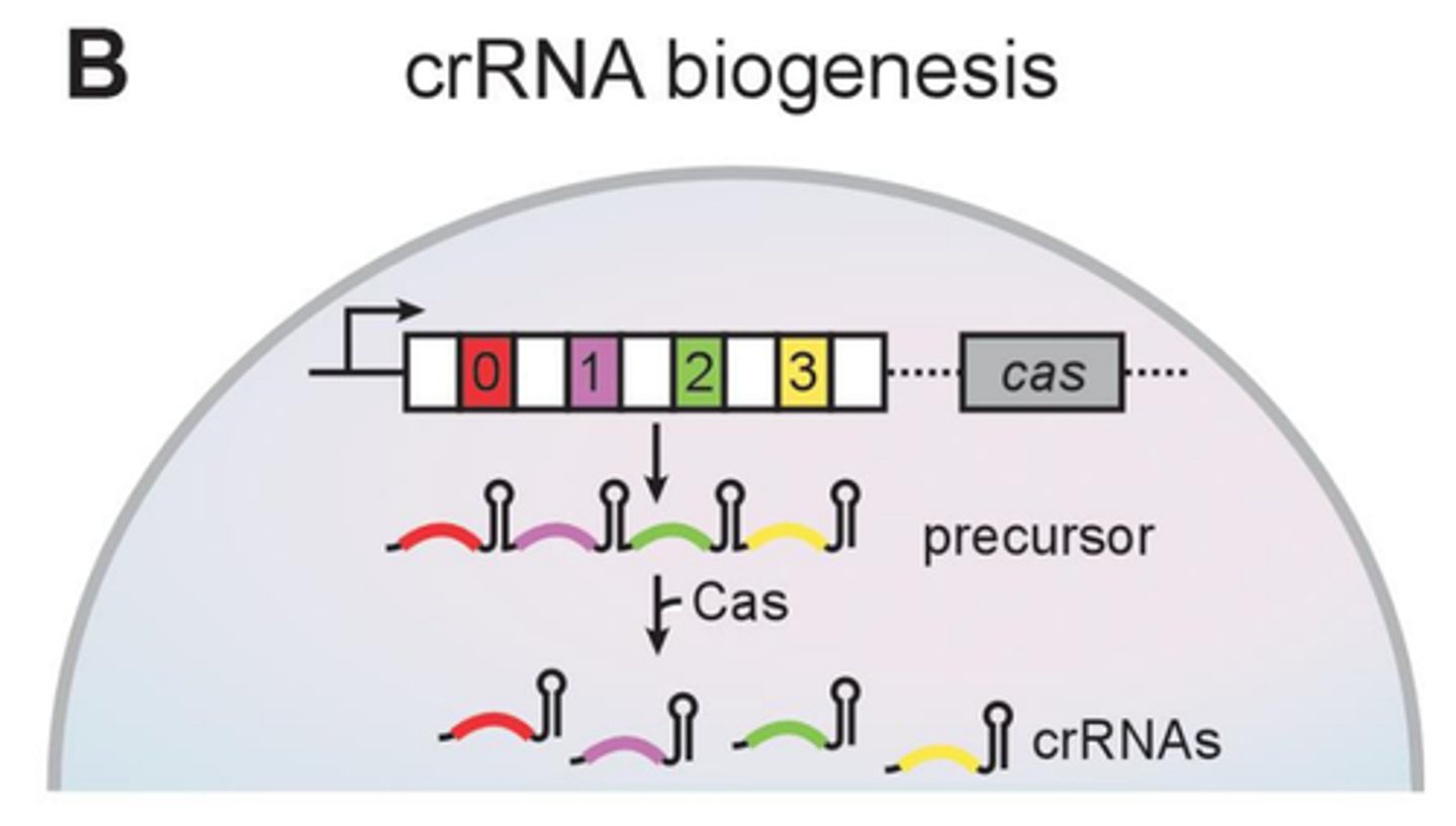 <p>CRISPR array is transcribed to produce precursor RNA (pre-crRNA)</p>