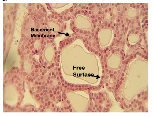 type of epithelial tissue, function, and location?